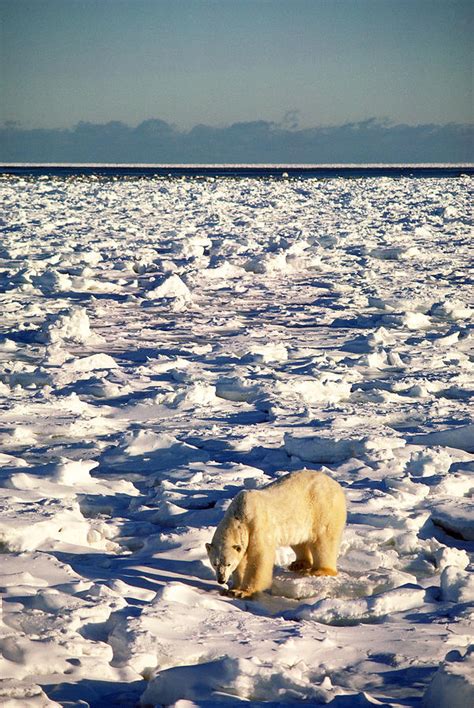 Polar Bear Photograph By Dan Guravich Fine Art America