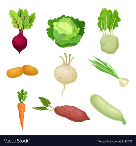 Different Fresh Vegetables And Herbs For Healthy Vector Image