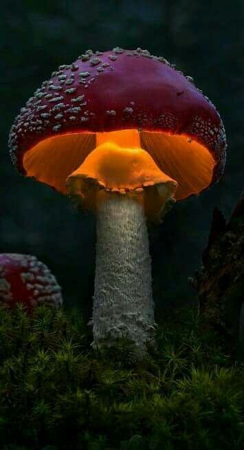 Glowing Mushroom Stuffed Mushrooms Macro Photography Magical Mushrooms