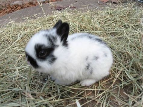 Polish Rabbit Breed Information And Pictures Cute Bunny Pet