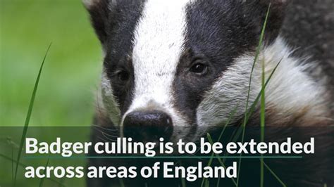 Badger Cull To Tackle Bovine Tb To Be Extended Aol
