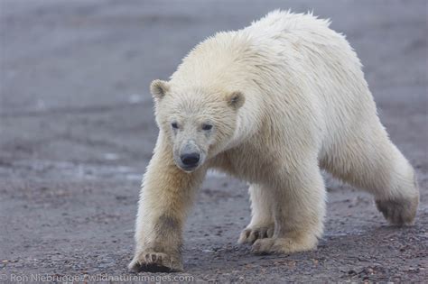 Polar Bear Alaska Photos By Ron Niebrugge