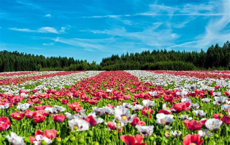 Free Images Landscape Meadow Flower Tulip Red
