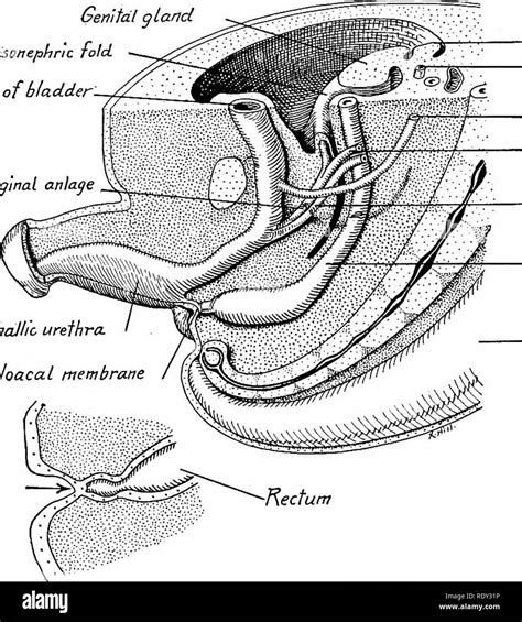 A Caudal Gland Cut Out Stock Images And Pictures Alamy