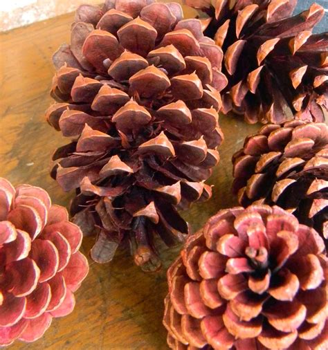 Artistic Endeavors 101 Dyeing Pine Cones With Rit Dye Pine Cone
