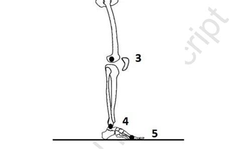 Landmarks Placement 1 Acromion 2 Greater Trochanter 3 Lateral