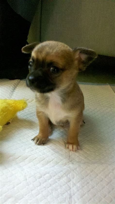 When are puppies fully weaned? Chihuahua Puppies 9 Weeks Old