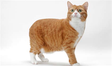 Manx Cat Breed Information