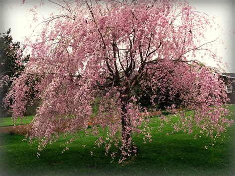 Weeping Chinese Cherry Tree At Moms Sheila C Flickr
