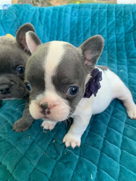 Blue Pied Female French Bulldog Dicey Sold The French Bulldog