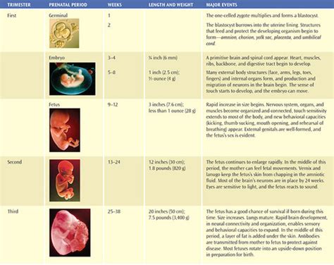 Chapter 3 Prenatal Development Birth And The Newborn Baby Flashcards