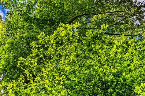 Free Photo Canopy Spring Green Leaves Aesthetic Beech Tree Max Pixel