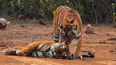Courting Tigers Form A Tight Bond BBC Earth