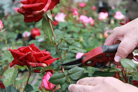 Maybe you would like to learn more about one of these? February is Rose Pruning month | Milberger's ...