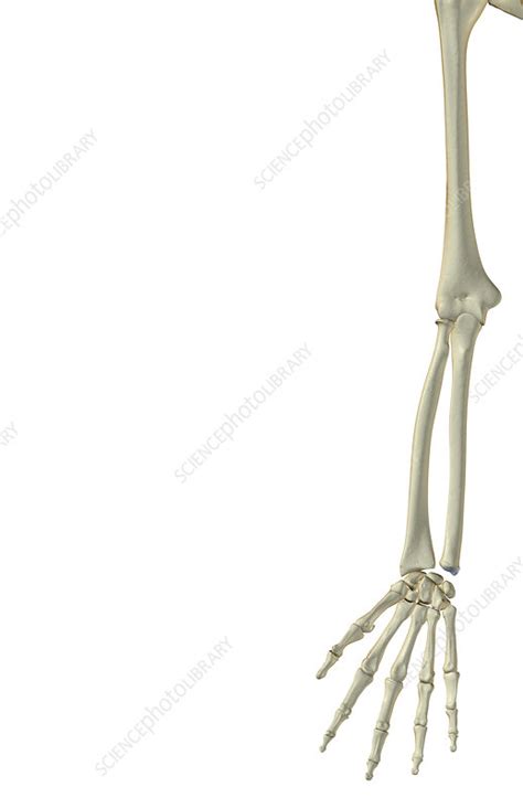 The Bones Of The Upper Limb Stock Image F0017161 Science Photo