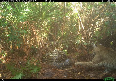 Scientists Thrilled — Bobcat Filmed Eating Invasive Python Eggs For