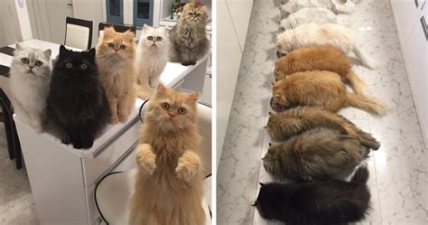 “12 Cats Lady” Is Exploding Instagram With Her Twelve Persians Bored