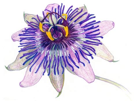 Passionflower Sarahmelling  1600×1187 Pencil And Paper Drawing