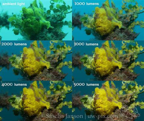 3 Tips For Underwater Macro Videounderwater Photography Guide