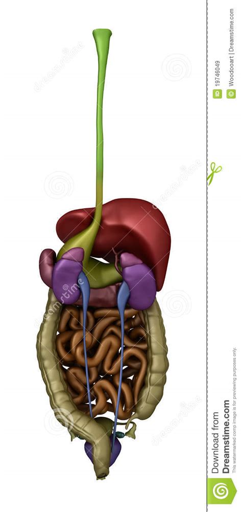Computer artwork showing the kidneys and female reproductive system. Female Abdominal Organs - Posterior View Stock Illustration - Illustration of organ, woman: 19746049