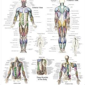 Print Human Muscle And Bones / Free Art Print Of Human Skeleton With