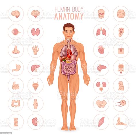 Human Body Anatomy Organs Male Lalocositas