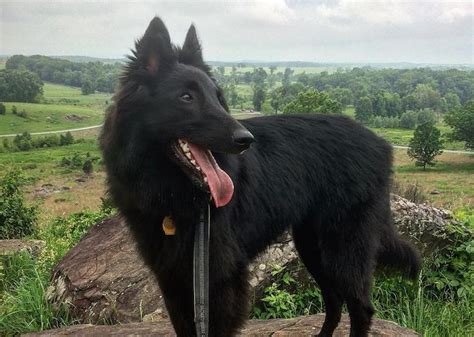 Belgian Sheepdog Breed Information Guide Facts And Pictures Bark