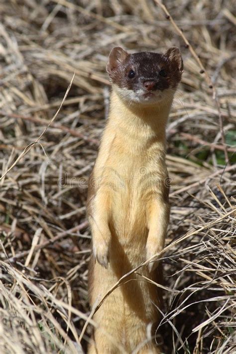 Long Tailed Weasel At Den Long Tailed Weasel Standing Up Out Of His