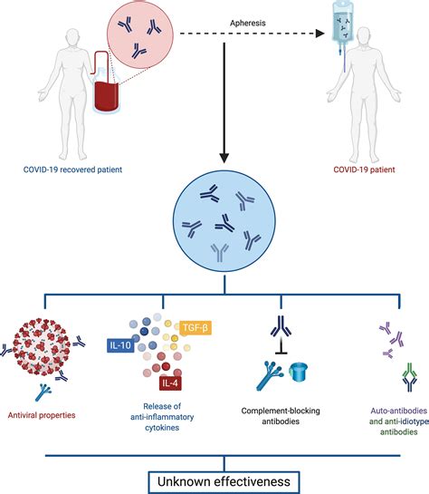Frontiers Antibody Responses In Covid 19 A Review