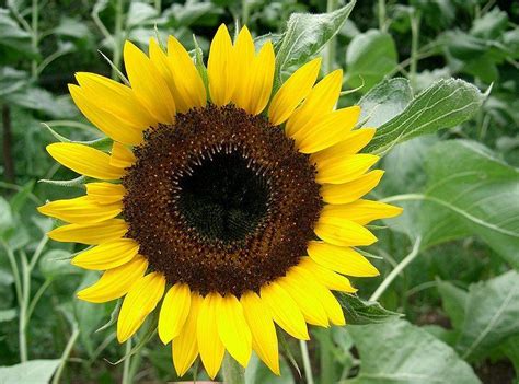 Sunflower Helianthus Annuus Taiyo In The Sunflowers Database