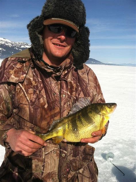 State Record Perch Iced Daytime Burbot Right Now Flag Freshwater