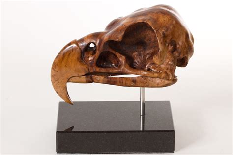 Skull Of A Harpy Eagle By Wildlife Artist Bill Prickett