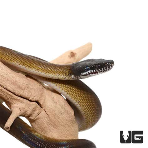 Dalberts White Lipped Python Leiopython Albertisii For Sale