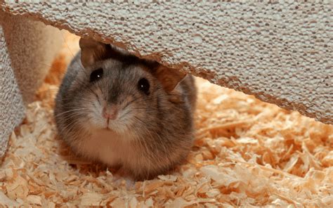This article answers the question, and lets you know how much of this yellow fruit you should feed a hamster. Can Dwarf Hamsters Eat Bananas?