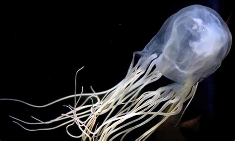 Box Jellyfish Australian Researchers Find Antidote For Worlds Most