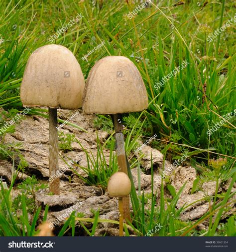 Mushrooms Growing On Cow Dung In High Altitude Pasture Stock Photo