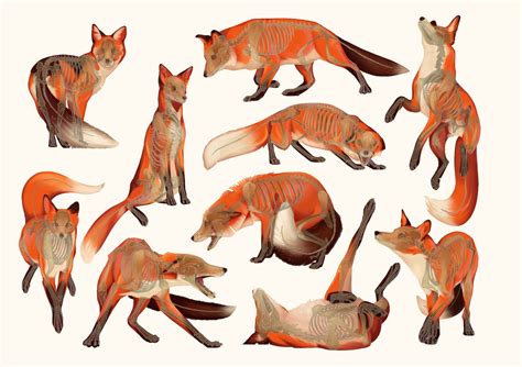 Fox Anatomy L A Patrikovna Fox Anatomy Animal Drawings Concept Art