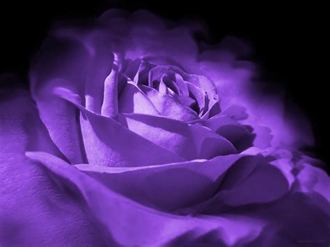 Purple And Black Rose Flower Photograph By Jennie Marie Schell Pixels