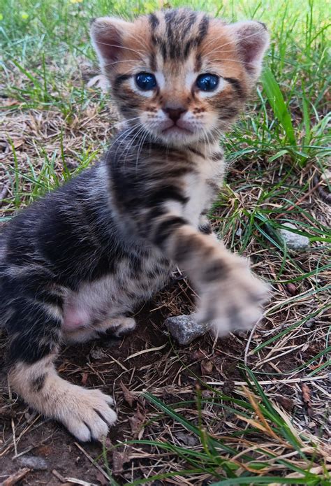 My new kitten : r/Kitten