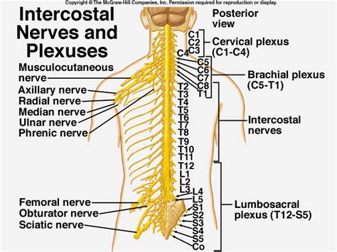 Intercostal Neuralgia Treatment Snyder Chiropractic And Wellness