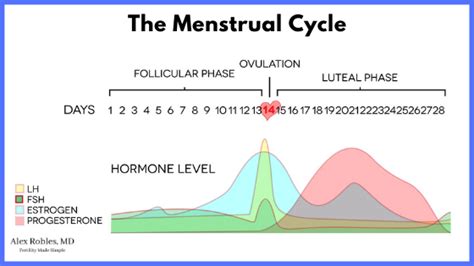 The Biological Clock In Women The Truth You Need To Know Alex