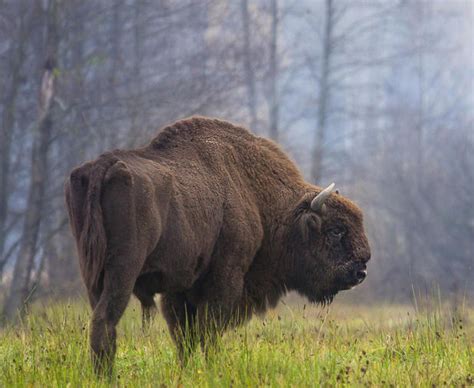 The European Bison Also Known As Wisent Is The Largest Land Mammal Of