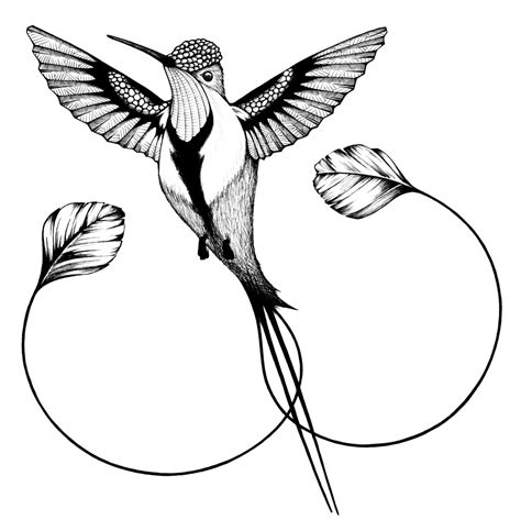 Hummingbird Drawings Clipart Best