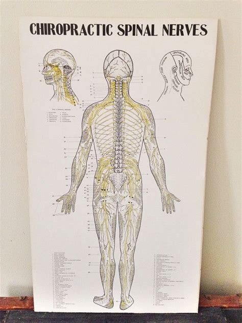 Chiropractic Spinal Nerves Poster Board Anatomy Medical Art Etsy
