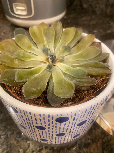 Ted Succulent Dying Resurrectable Thx Plantclinic