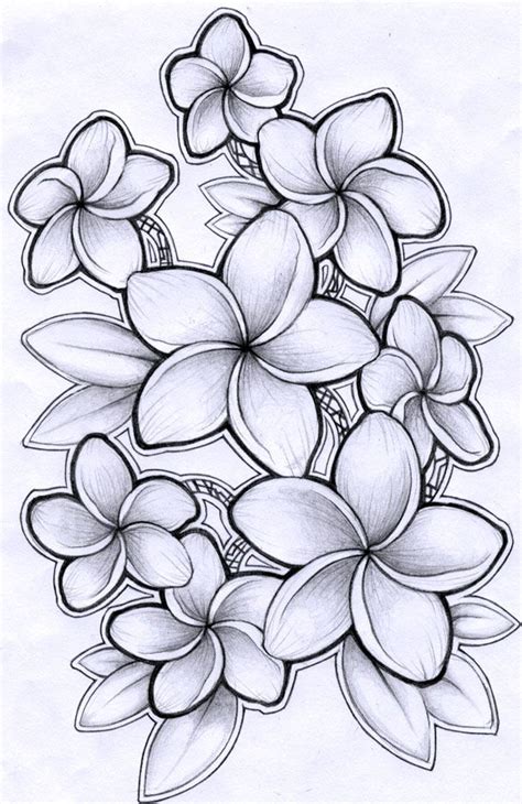 Frangipani Flower Drawing Hawaiian Flower Drawing Plumeria Tattoo