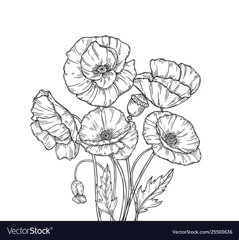 Poppy Bouquet Line Art Poppies Flower Sketch Vector Image