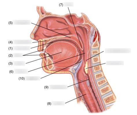 Sagittal Section Of The Mouth Nasal Cavity And Pharynx Diagram The