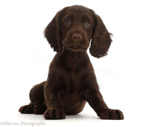 #748 rare pet shop brown cocker spaniel dog flower eyes animal lps toy. Brown cocker spaniel puppy wanted | London, South East ...