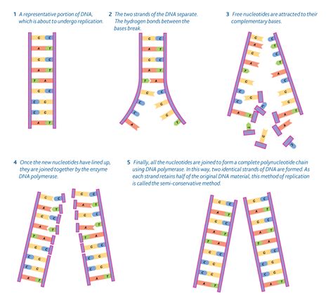 What Is Dna Replication And Its Steps Vrogue Co